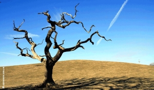 Troppo caldo e siccità: rischi di embolia per gli alberi