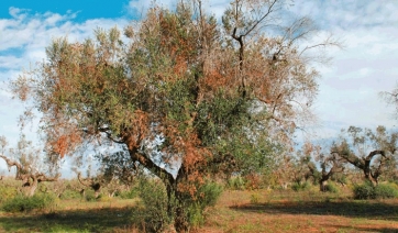 Xylella: approvate a Bruxelles le nuove misure per la gestione delle aree colpite