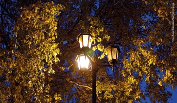 Alberi: luci artificiali nemiche della buona notte