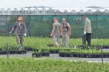 Buoni lavoro. Coldiretti: 1 voucher su 3 usato in agricoltura