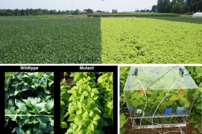 Cambiamenti climatici: ci salveranno le &ldquo;piante pallide&rdquo;?