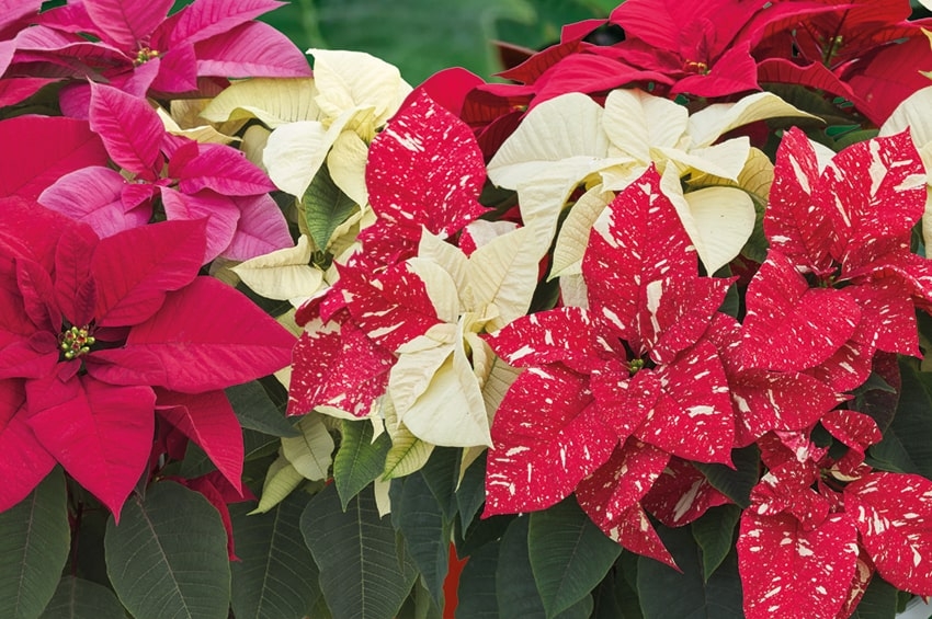 Lazzeri Poinsettie Collection 2022: arrivano i video