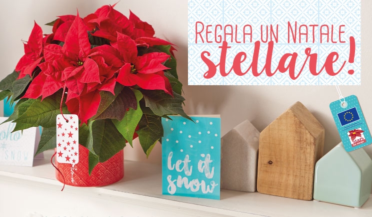 Stelle di Natale, la stagione è alle porte: idee e materiali per spingere le vendite