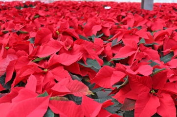 A Natale milioni di &ldquo;stelle&rdquo; colorano tutta l&rsquo;Europa