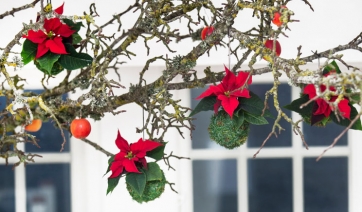 Poinsettia: albero di Natale "volante" con il Kokedama