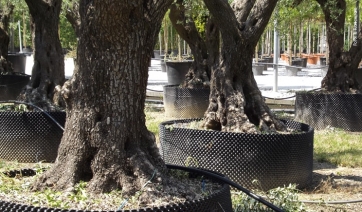 Xylella, AIPH striglia il governatore Emiliano