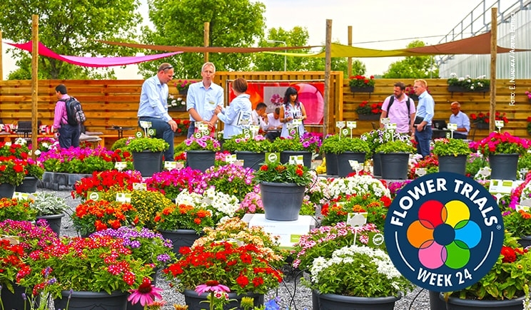 FlowerTrials 2018: 60 ibridatori  vi attendono tra Germania e Olanda