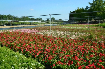 "Green Italia Network", in vista di Expo 2015 le aziende lombarde fanno rete