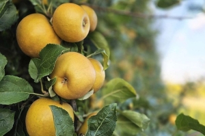 Dorata come il sole, fresca come la rugiada: UniBo presenta una nuova variet&agrave; di mela