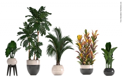 Tropicali in serra: luce sia, ma non per tutte