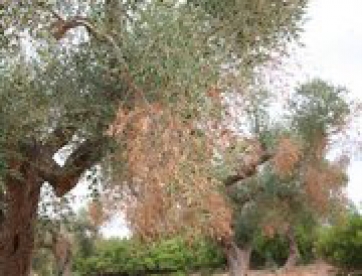 PUGLIA - Emergenza Xylella, la Regione fa il punto con organizzazioni agricole e vivai