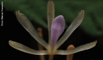 Dopo quella diabolica, arriva l'orchidea imbrogliona