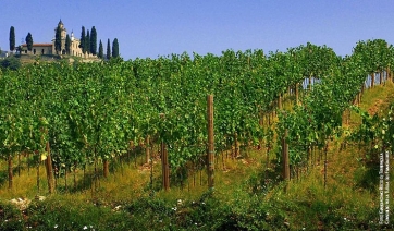 Ambiente, verde e viti: dalla Franciacorta una lezione per tutti