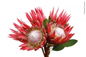 PROTEA, fiori di fuoco