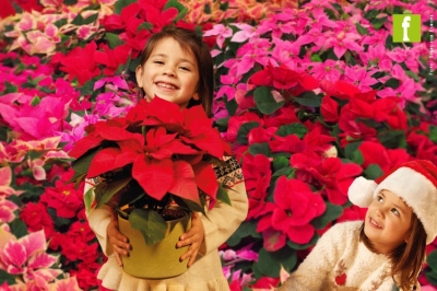 Perch&eacute; gli spagnoli chiamano la Poinsettia FLOR DE PASCUA?