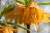 Bulbo dell&rsquo;anno: una primavera regale si prepara in autunno con la Fritillaria