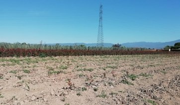 Ladri senza piet&agrave;, ancora furti nei vivai pistoiesi