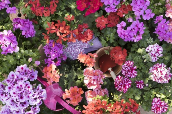 Questa estate i GERANI sbucano&hellip; da ogni dove!