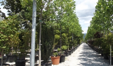 2017: export in crescita per il florovivaismo pistoiese