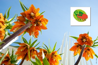 LEONE (23 Luglio - 22 Agosto) - Lo zodiaco dei fiori da bulbo