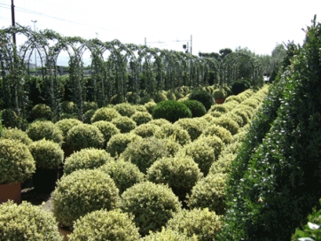 Sicurezza fitosanitaria, nasce in Toscana il sistema di autocontrollo volontario