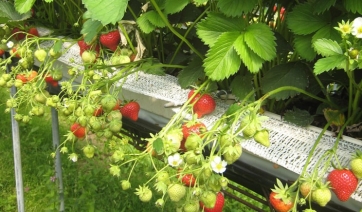 Oidio su fragola: il punto sulla lotta con metodi alternativi alla chimica / 2