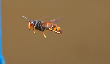 Api: torna allarme Vespa velutina