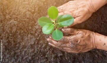 UE: al vaglio nuove norme su gestione foreste e assorbimento CO2