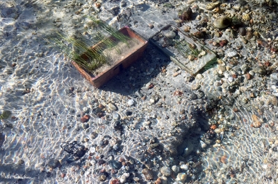 Una delle piante pi&ugrave; minacciate d&rsquo;Italia &egrave; tornata nel Parco Lombardo della Valle del Ticino