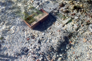 Una delle piante pi&ugrave; minacciate d&rsquo;Italia &egrave; tornata nel Parco Lombardo della Valle del Ticino