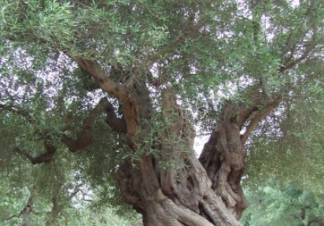 Dal MiPAAf una task force per salvare gli ulivi del Salento