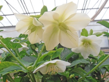 Dalla Liguria un nuovo fiore per Papa Francesco