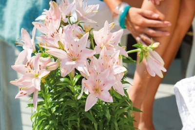 Il bulbo estivo del 2024 &egrave; il Lilium asiatico