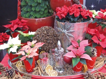 Stelle di Natale, un test per aiutare il cliente finale a scegliere la composizione giusta da regalare