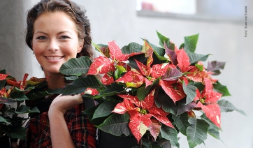 Germania, Poinsettia &uuml;ber alles