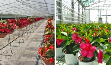 Prove varietali BEGONIA e DIPLADENIA, giornata aperta al Centro Po di Tramontana