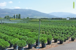3 Novembre: webinar su sorveglianza fitosanitaria sostenibile nel vivaismo ornamentale “Autofitoviv”