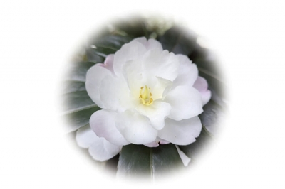 Una camelia in ricordo di Emilio Trabella