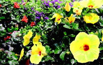 2010: lo &ldquo;stato di salute&rdquo; del mercato italiano di piante e fiori