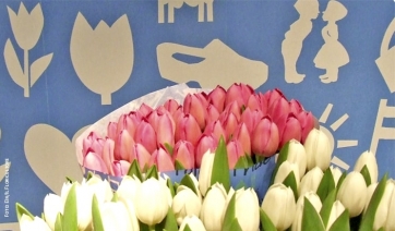 TULIPANI, istruzioni per l'uso