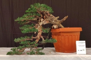 Arco di Trento: va a Francesco Santini il Trofeo Arcobonsai Istruttori 2025