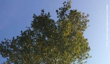 Cancro platani: Torino fa da scuola all&rsquo;Inghilterra