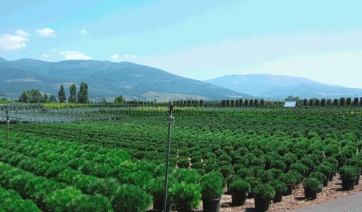 Le piante in vaso e vivaismo   nel 1&ordm; semestre 2013 secondo ISMEA