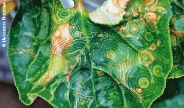 Master in Difesa delle piante ornamentali ed officinali