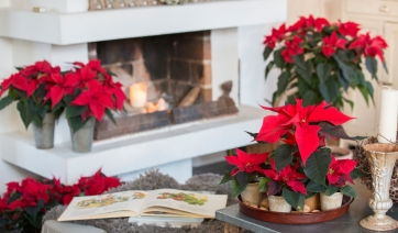 Stella di Natale, consigli di cura &amp; bellezza ...a casa