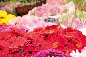 Mercati dei fiori all’ingrosso: si riparte nel Centro-Sud Italia
