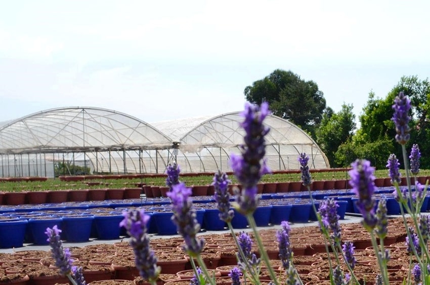 Albenga: florovivaismo ligure a convegno venerdì 9 Febbraio 2024