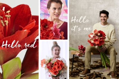 Flower design: il sito che invita a dire “Hello Amaryllis!”