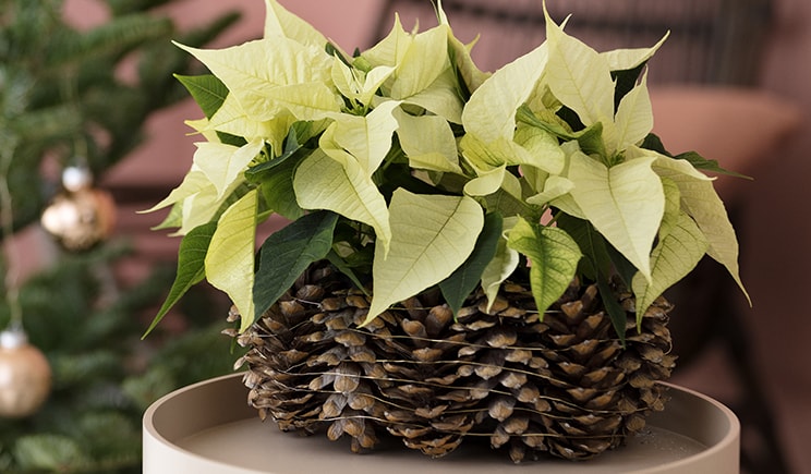 DECORAZIONI Stelle di Natale 2019 - Into the wild