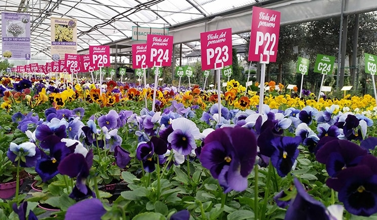 Garden center: torna “100 sfumature di viole”